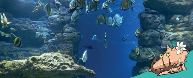 sortie, famille, aquarium, polynésie, enfant, s'amuser, week-end, 